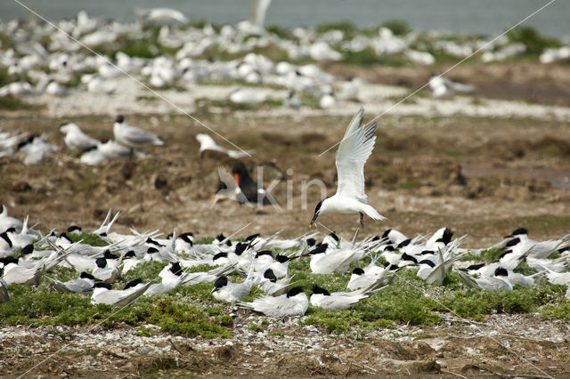 Sandwich Tern (Sterna sandvicencis)