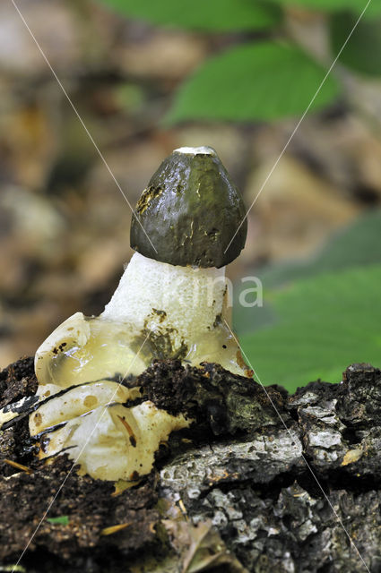 Grote stinkzwam (Phallus impudicus)