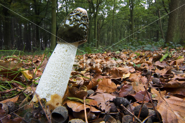 stinkhorn (Phallus impudicus)