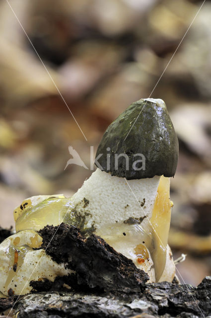 Grote stinkzwam (Phallus impudicus)