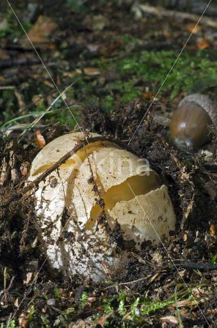 Grote stinkzwam (Phallus impudicus)