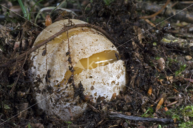 Grote stinkzwam (Phallus impudicus)