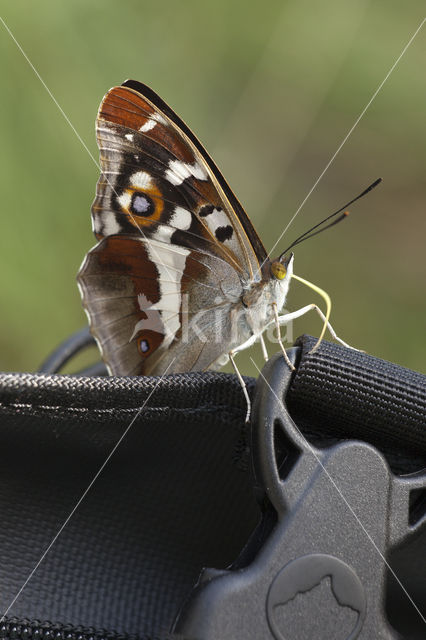Purple Emperor (Apatura iris)
