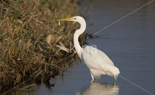 Grote zilverreiger (Casmerodius albus)