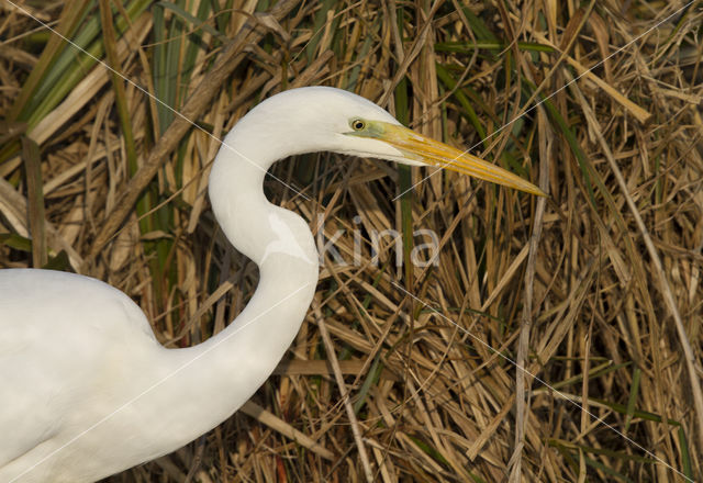 Grote zilverreiger (Casmerodius albus)