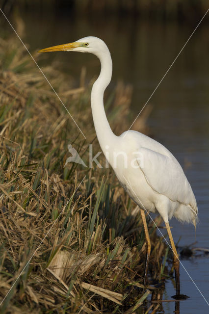 Grote zilverreiger (Casmerodius albus)