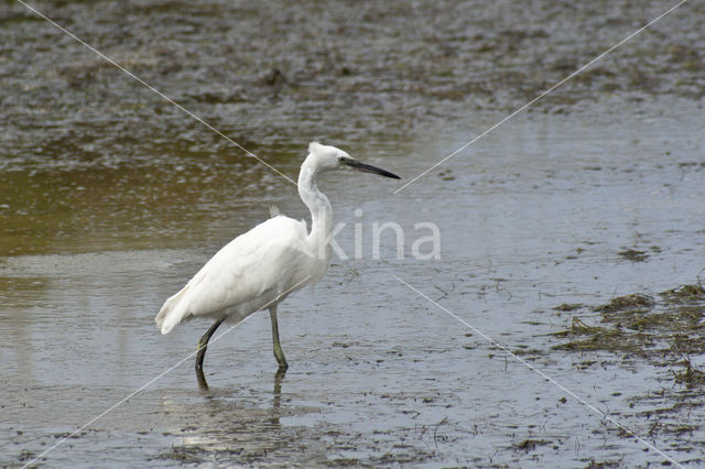 Grote Zilverreiger (Ardea alba)