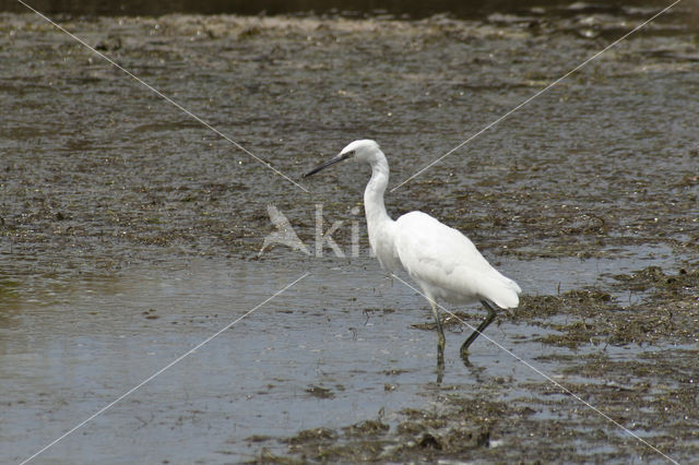 Grote Zilverreiger (Ardea alba)