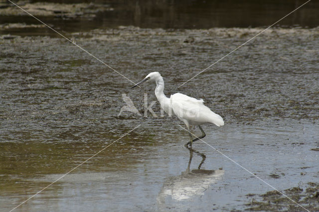 Grote Zilverreiger (Ardea alba)