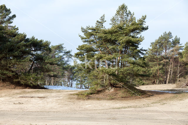 Grove den (Pinus sylvestris)