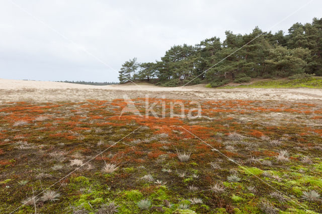 Grove den (Pinus sylvestris)