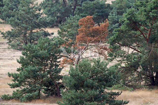 Grove den (Pinus sylvestris)