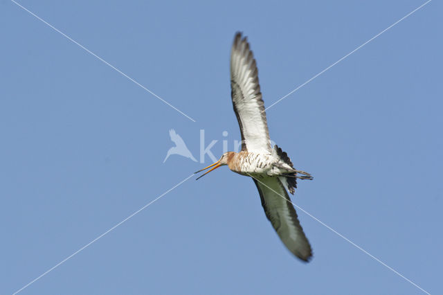 Grutto (Limosa limosa)