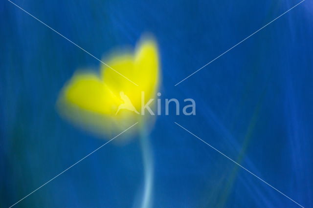 Goldilocks (Ranunculus auricomus)