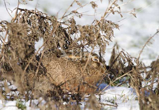 Brown Hare (Lepus europaeus)