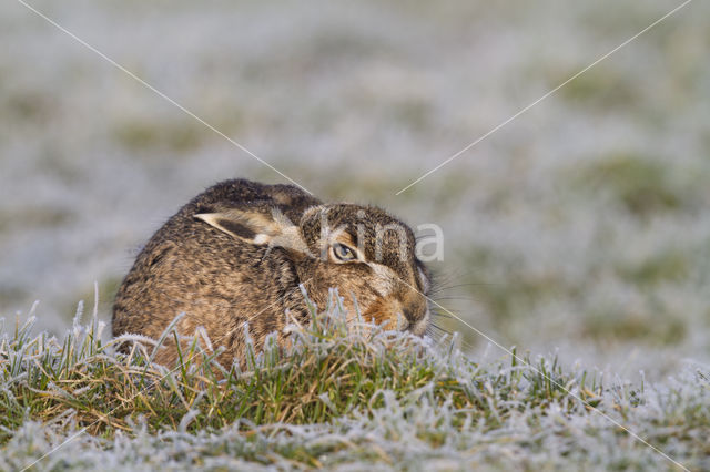 Brown Hare (Lepus europaeus)