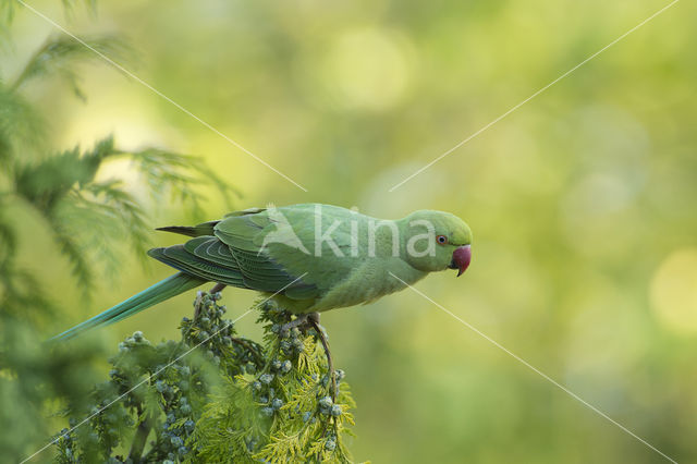 Halsbandparkiet (Psittacula krameri)