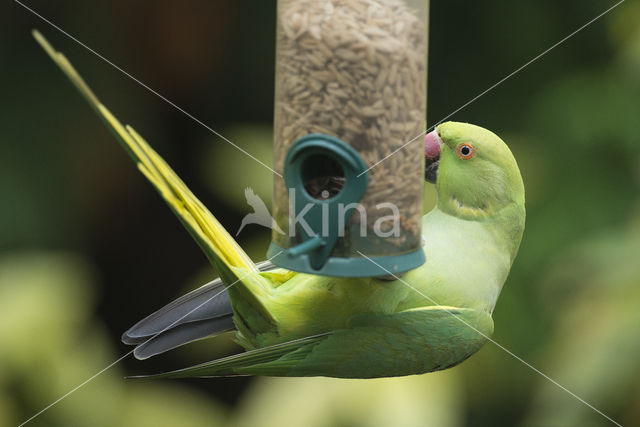 Rose-ringed Parakeet (Psittacula krameri)