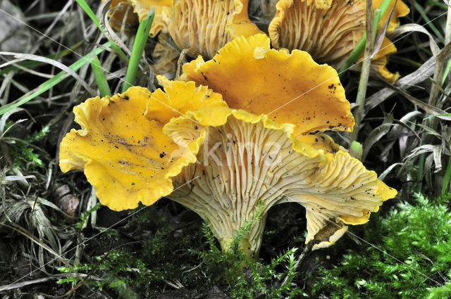 Chanterelle (Cantharellus cibarius)