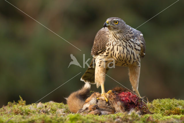 Goshawk (Accipiter gentilis)