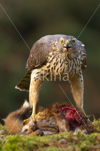 Havik (Accipiter gentilis)