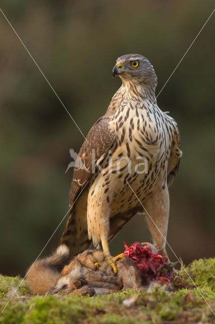 Goshawk (Accipiter gentilis)