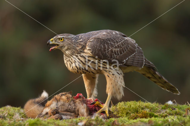 Goshawk (Accipiter gentilis)