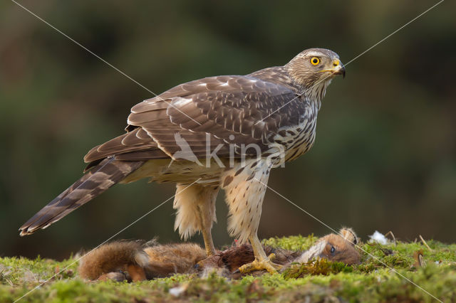 Havik (Accipiter gentilis)