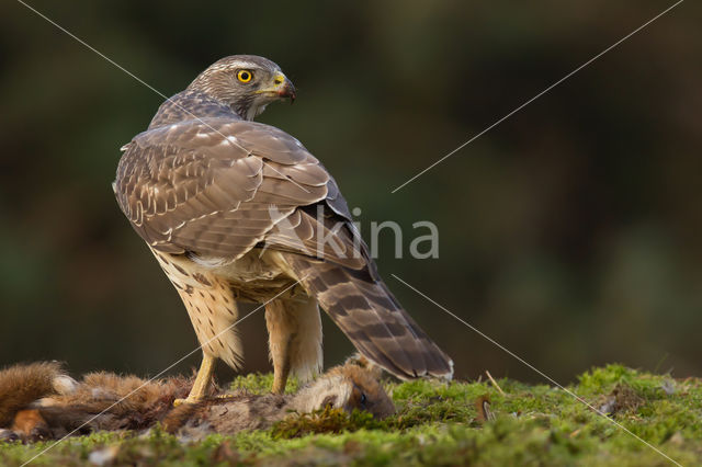 Goshawk (Accipiter gentilis)