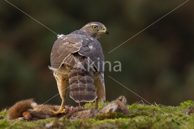 Goshawk (Accipiter gentilis)