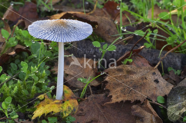 Hazenpootje (Coprinus lagopus)