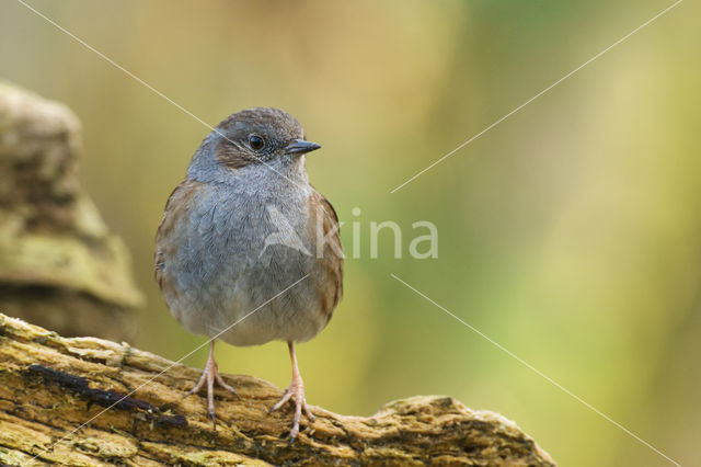 Heggemus (Prunella modularis)