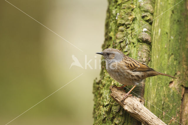 Dunnock