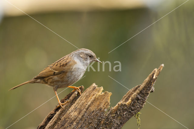 Heggemus (Prunella modularis)