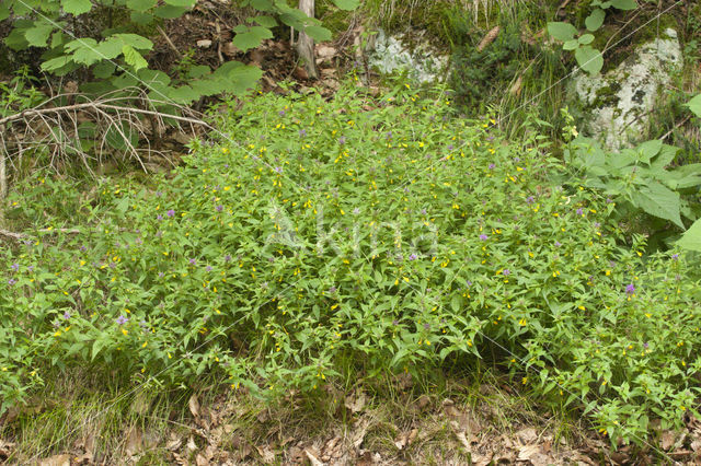 Hengel (Melampyrum nemoralis)