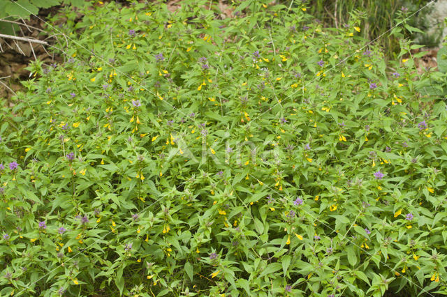 Cow-wheat (Melampyrum nemoralis)