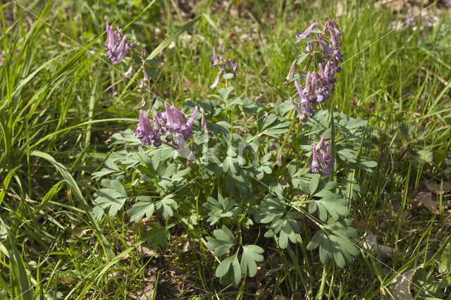 Holwortel (Corydalis cava)