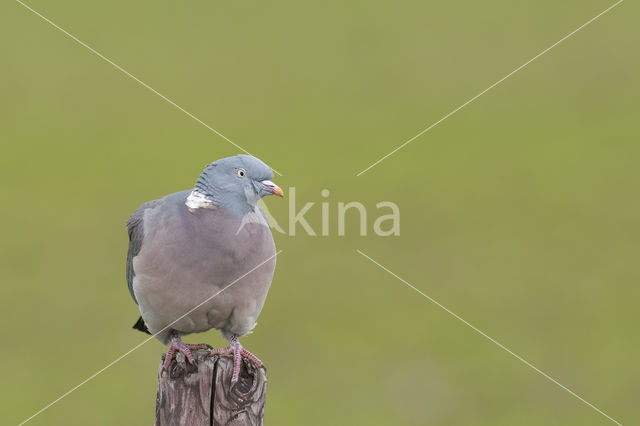 Wood Pigeon