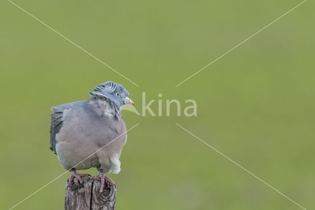 Wood Pigeon