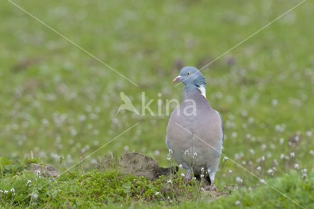 Houtduif (Columba palumbus)