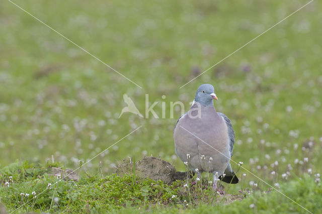 Houtduif (Columba palumbus)