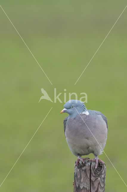 Houtduif (Columba palumbus)