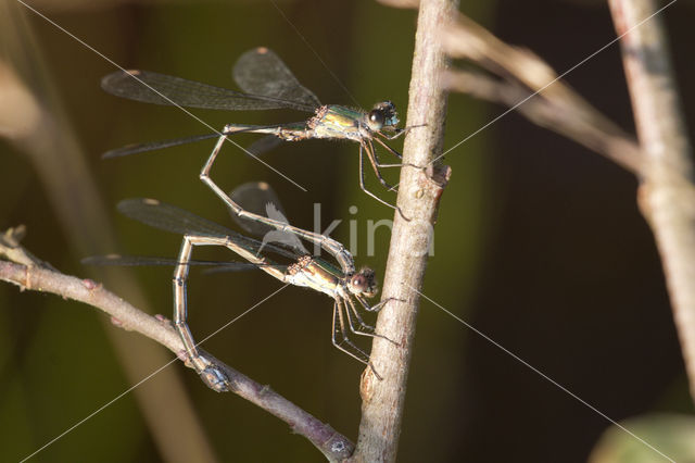 Green Emerald Damselfly (Lestes viridis)