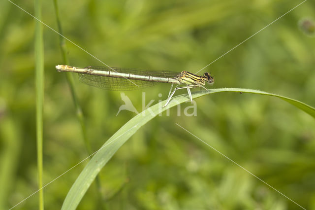 Green Emerald Damselfly (Lestes viridis)