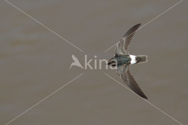 Huisgierzwaluw (Apus affinis)