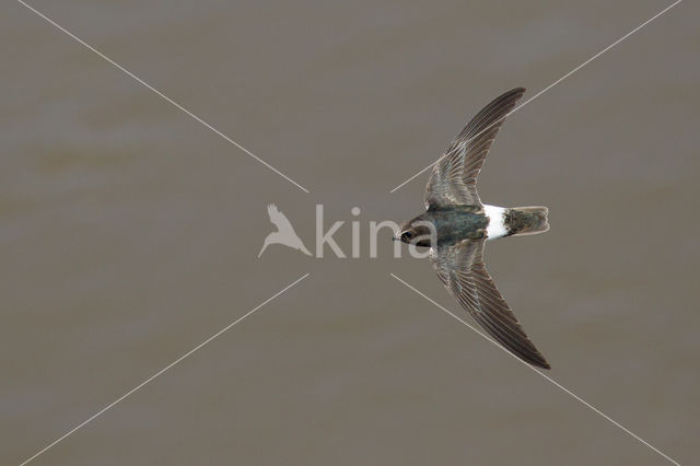 House swift (Apus affinis)