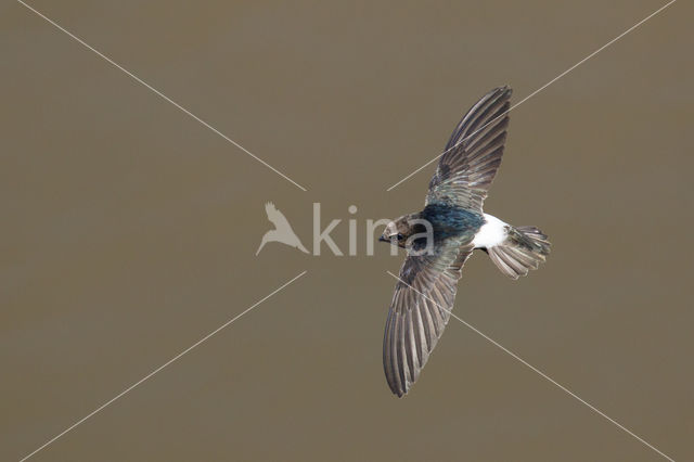 House swift (Apus affinis)