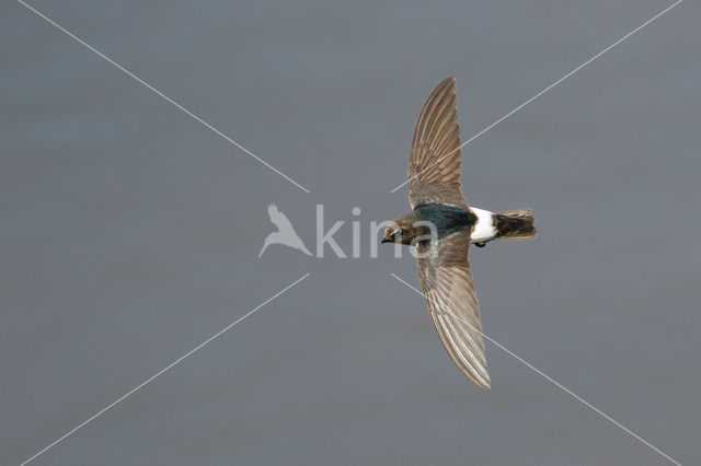 House swift (Apus affinis)