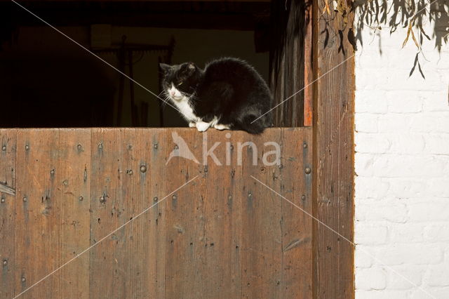 Domestic Cat (Felis domesticus