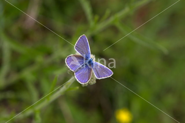 Common Blue (Polyommatus icarus)